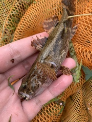 Oxyeleotris marmorata