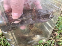 Oxyeleotris marmorata