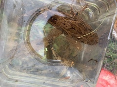 Oxyeleotris marmorata