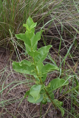 Vangueria venosa