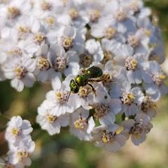 Callistochlora chloris