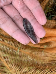 Notopterus notopterus