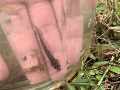 Notopterus notopterus