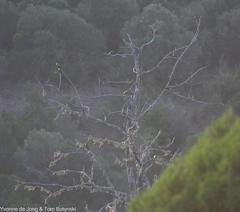 Poicephalus gulielmi