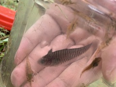 Notopterus notopterus