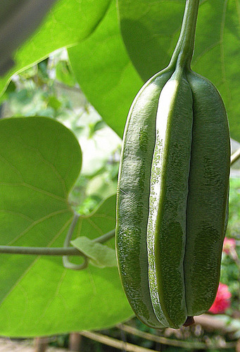 Aristolochia ringens