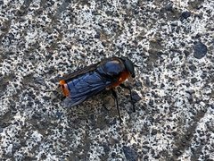 Osca lata
