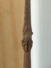 Heteronemia