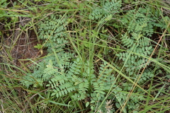 Indigofera sanguinea