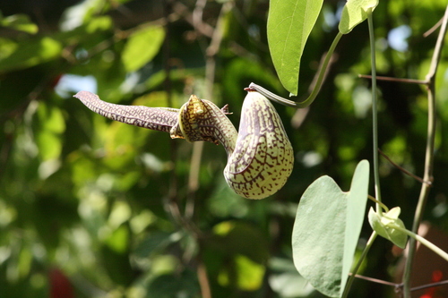 Aristolochia ringens