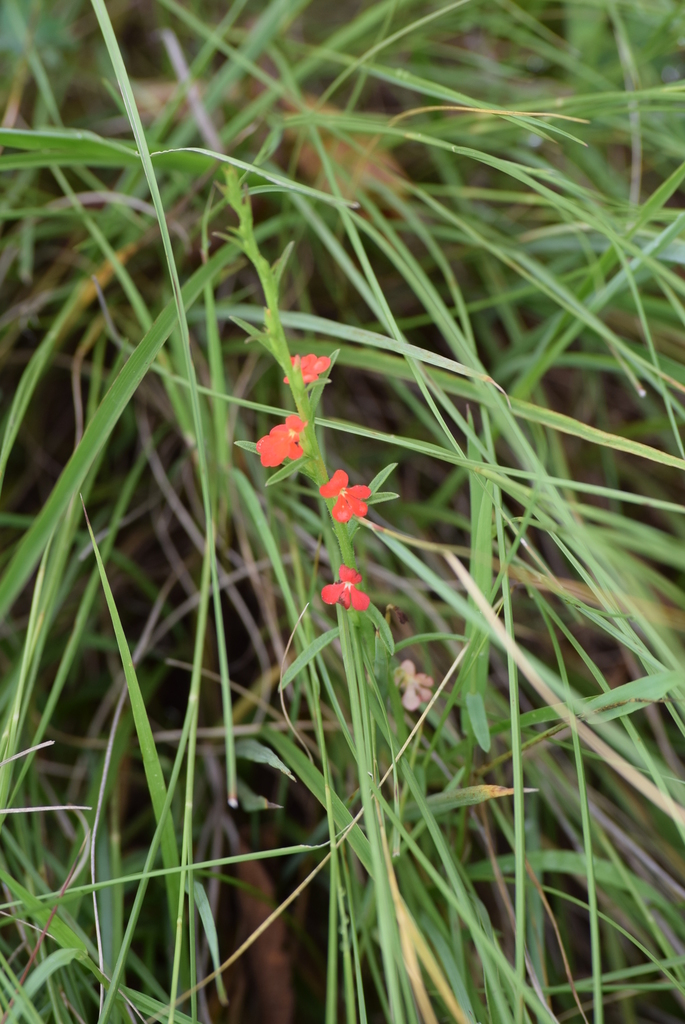Striga junodii