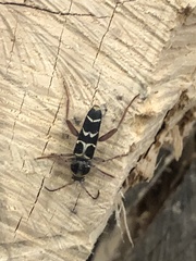 Neoclytus caprea