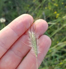 Dichanthium sericeum
