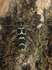 Neoclytus caprea