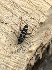 Neoclytus caprea