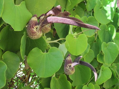 Aristolochia ringens
