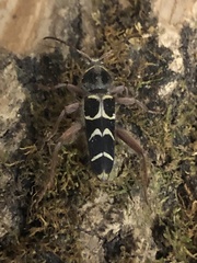 Neoclytus caprea