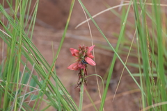 Indigofera sanguinea