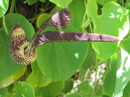 Aristolochia ringens