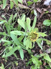 Gaillardia aestivalis