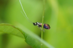 Nemophora minimella