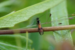 Nemophora minimella