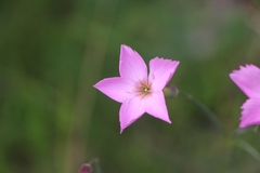 Dianthus caryophyllus