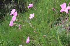 Dianthus caryophyllus