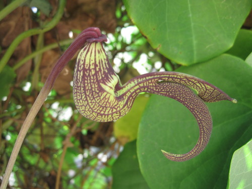 Aristolochia ringens