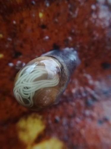 Pellucid Glass-snail, 22950 Trégueux, France, photo 8 of 10
