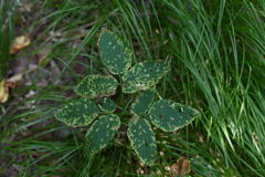 Aegopodium podagraria