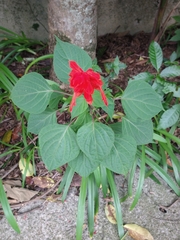 Salvia splendens