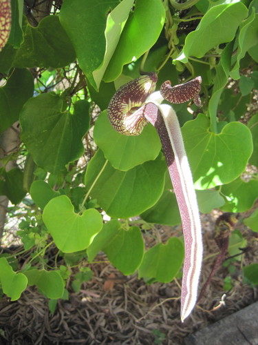 Aristolochia ringens