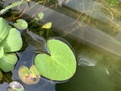 Nymphoides indica