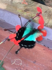 Papilio phorcas ansorgei