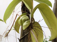 Dendrobium chrysotoxum