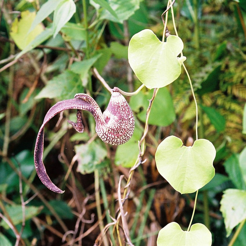 Aristolochia ringens