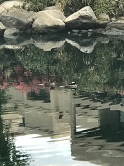 Lophodytes cucullatus