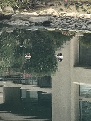 Lophodytes cucullatus