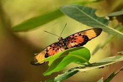 Pseudacraea boisduvalii