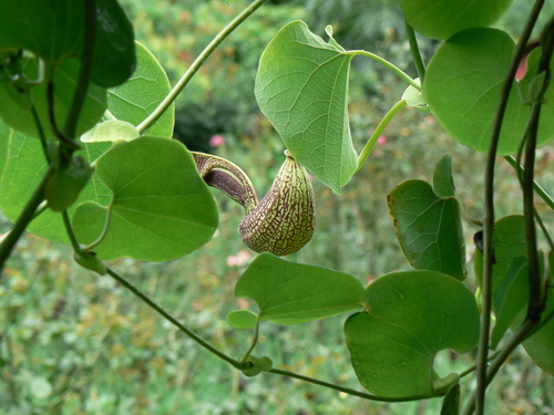 Aristolochia ringens