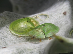 Cassida deflorata