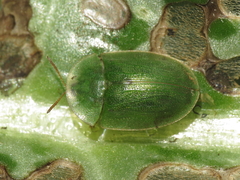 Cassida deflorata