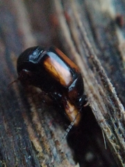 Tachinus subterraneus