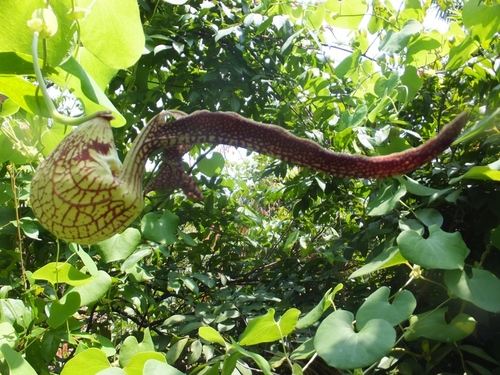Aristolochia ringens