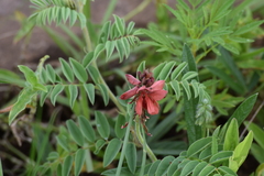 Indigofera sanguinea