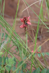 Indigofera sanguinea