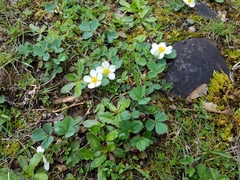 Fragaria virginiana platypetala