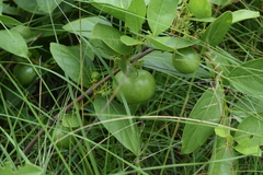 Vangueria venosa