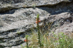 Siphocampylus foliosus